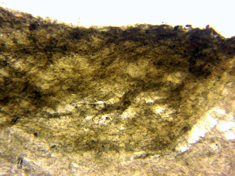 Boletopsis grisea 17 - Sección pileipellis agua x 100